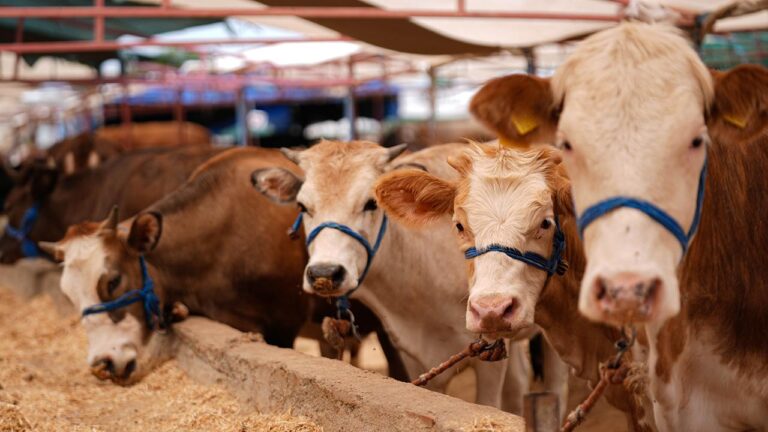 Kurbanlık hayvan varlığımız yeterli düzeyde