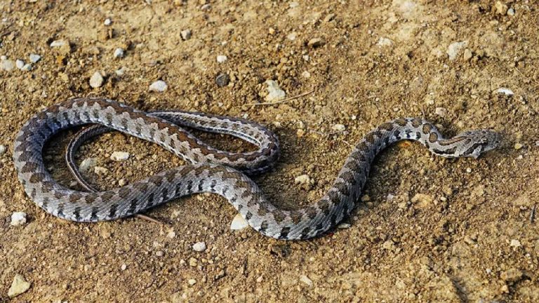 Şırnak’ta yılanın ısırdığı eski muhtar hayatını kaybetti! – Son Dakika Türkiye Haberleri